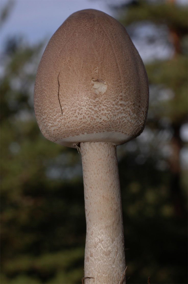 Macrolepiota sp